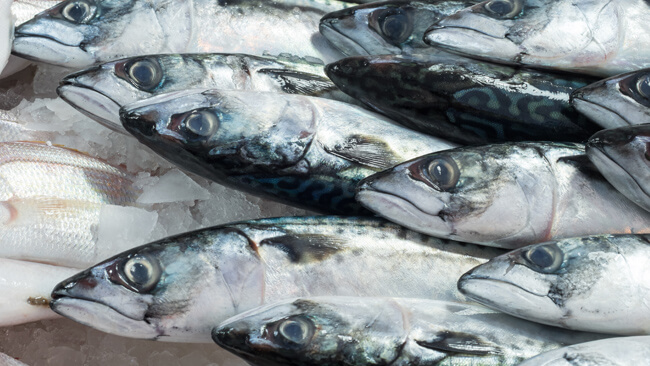 freshly caught fish stored on ice